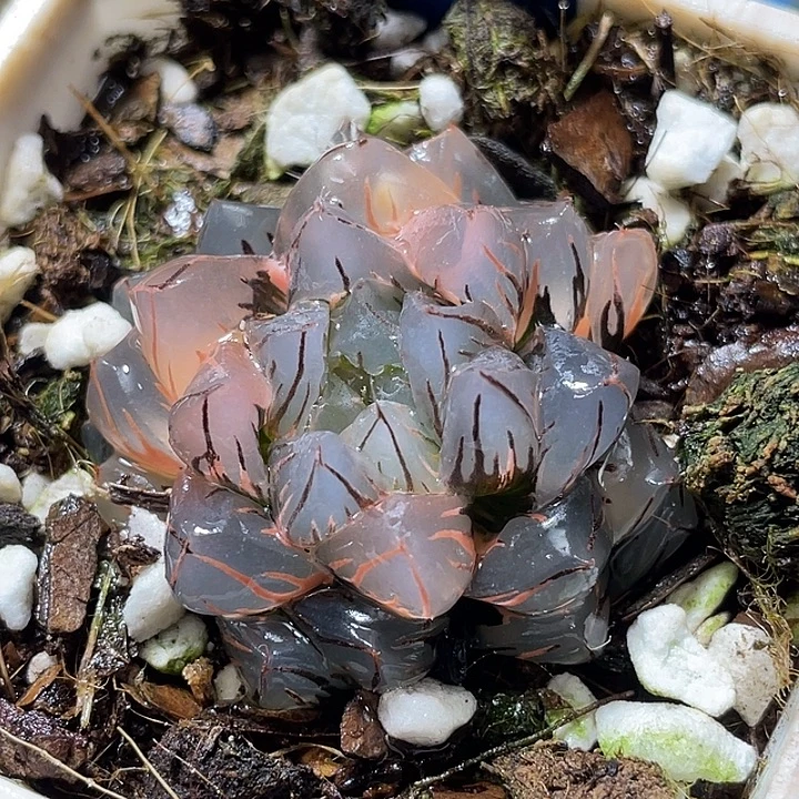 749水中虐锦特选福利