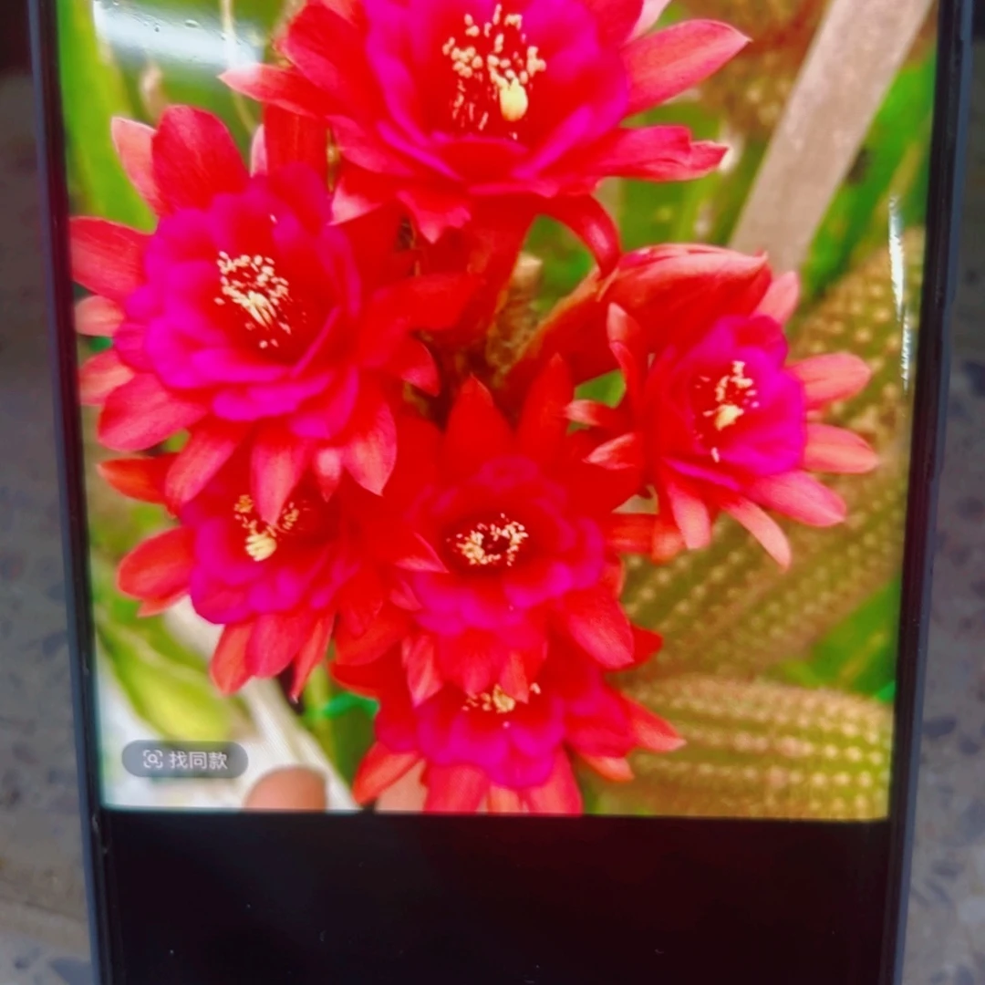 下29垂钓金妞紫水晶2个歪无根侧芽6公分左右20包邮