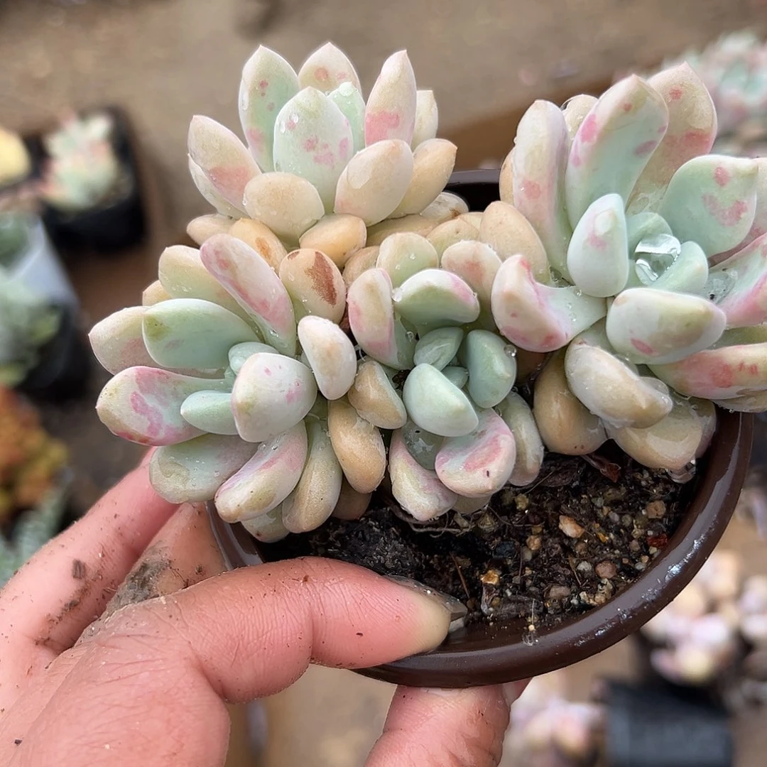 多肉植物多肉植物