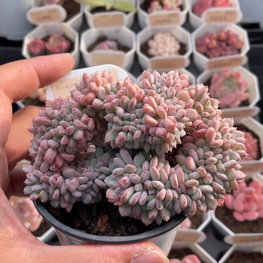 粉珍妮缀7883-11厘米