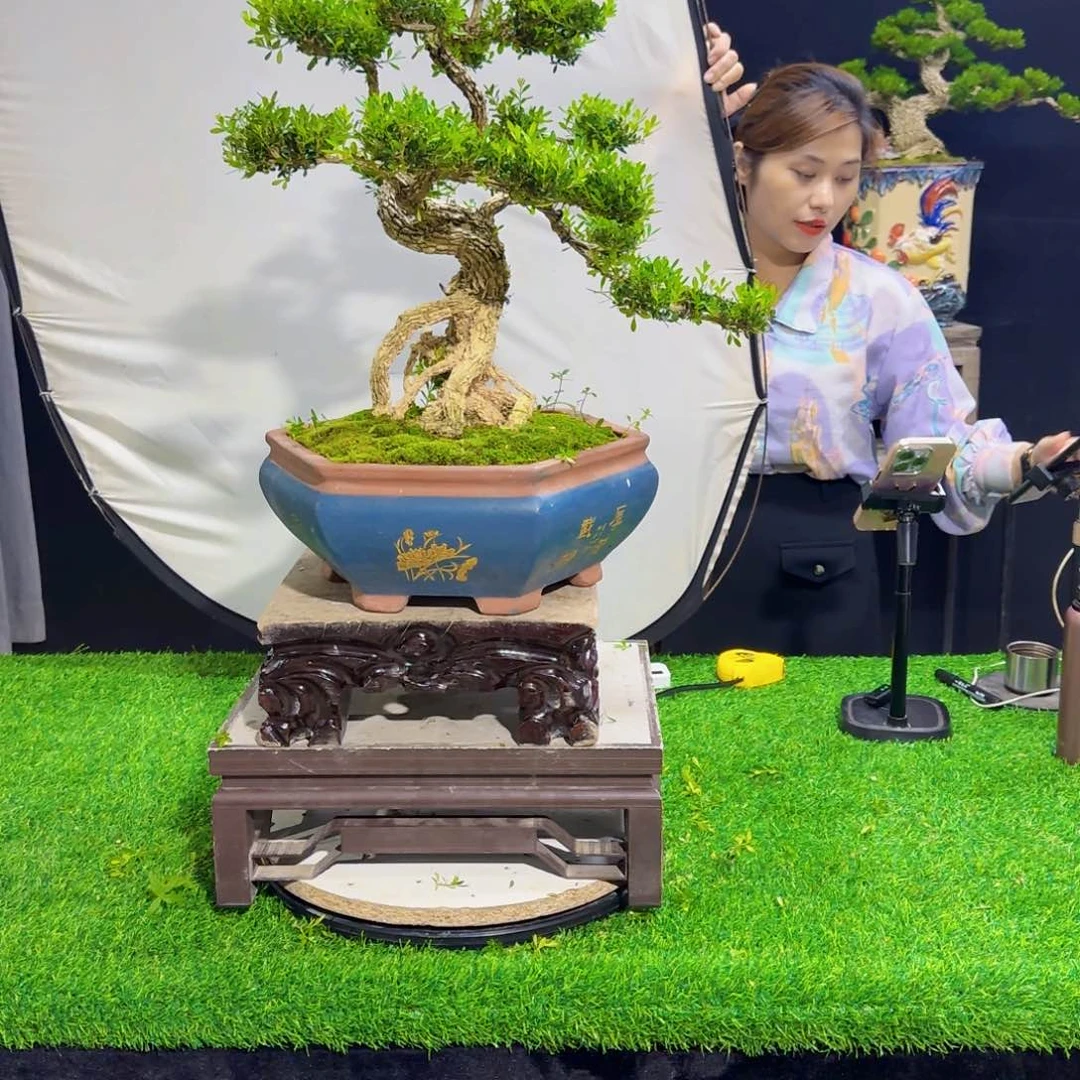 当前无花朵，栽培后可花朵