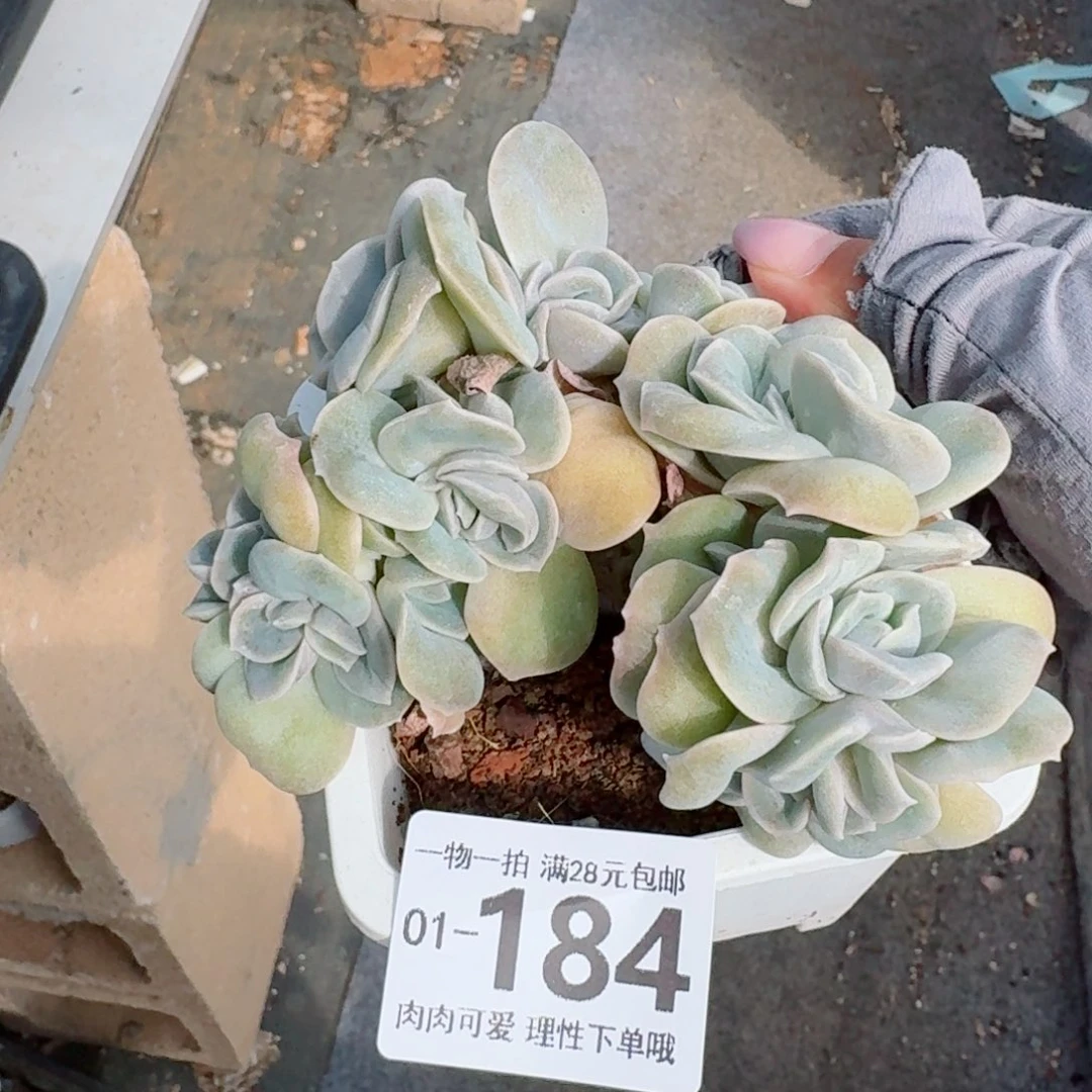 可爱玫瑰缀化无盆土发货无盆