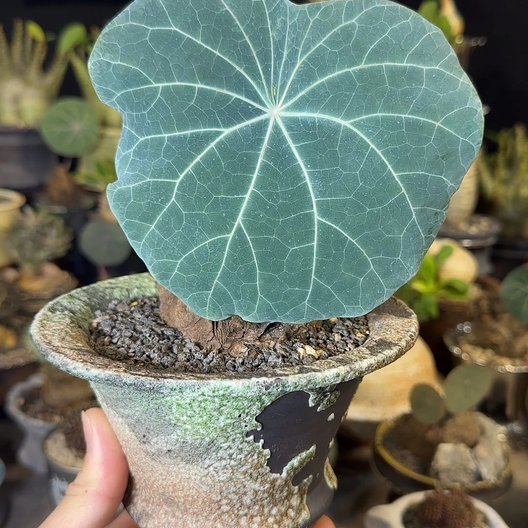 一物一拍老家一叶龟72