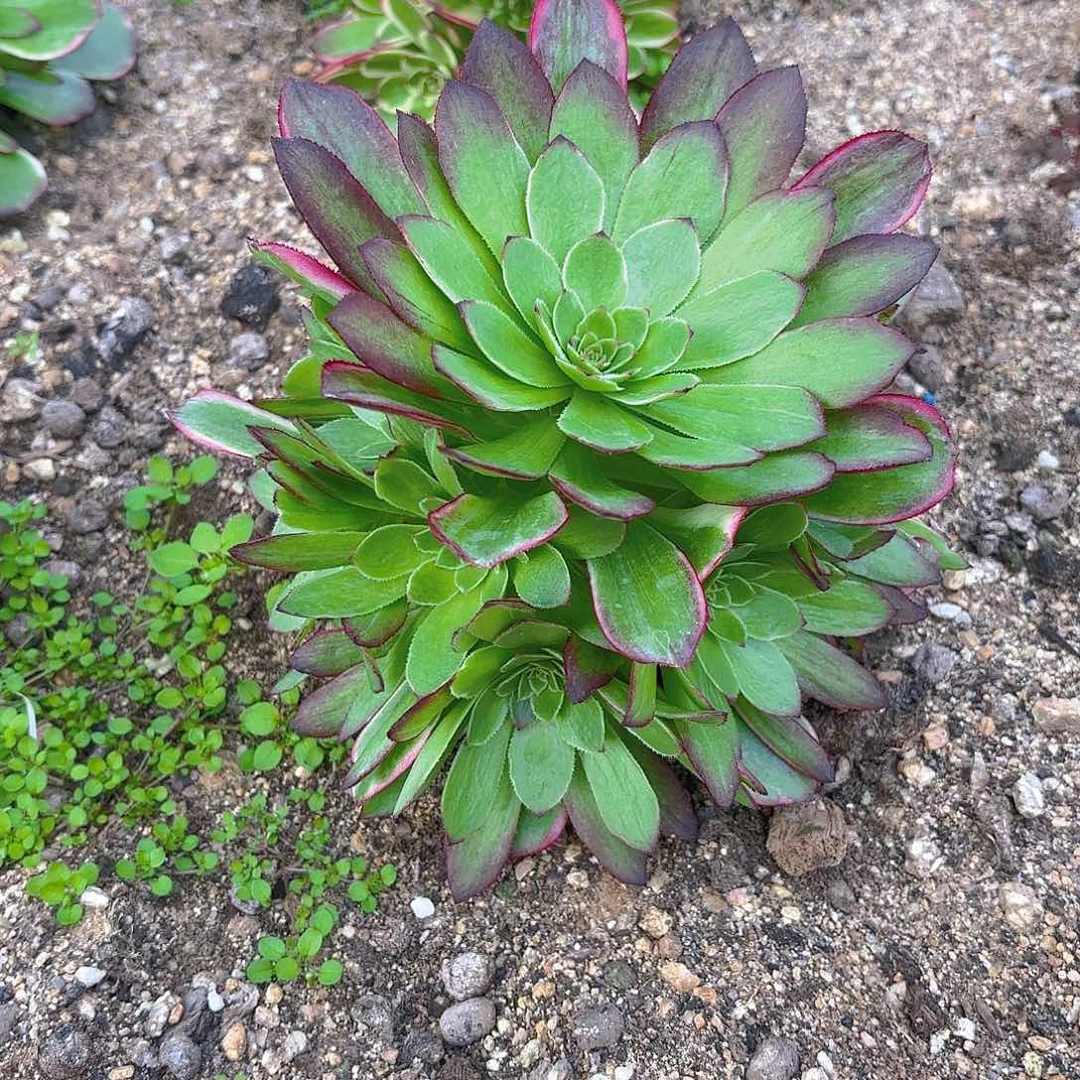 海王手捧多肉植物