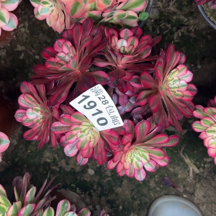 1910黑同白多肉植物