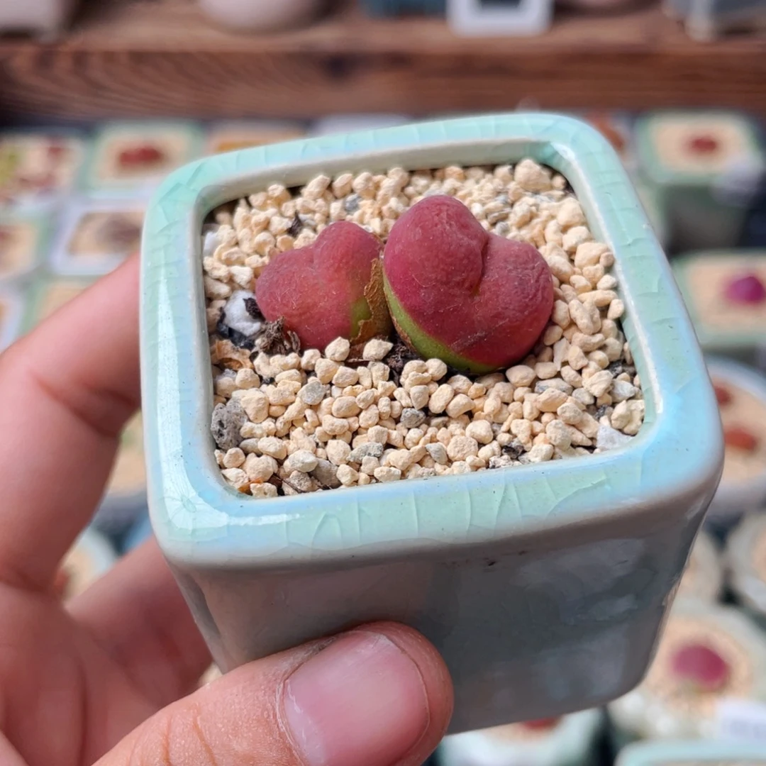 无花朵9499 一物一拍 带盆 水蜜桃1430.5