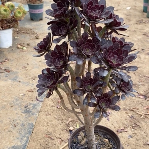 黑法多肉植物051