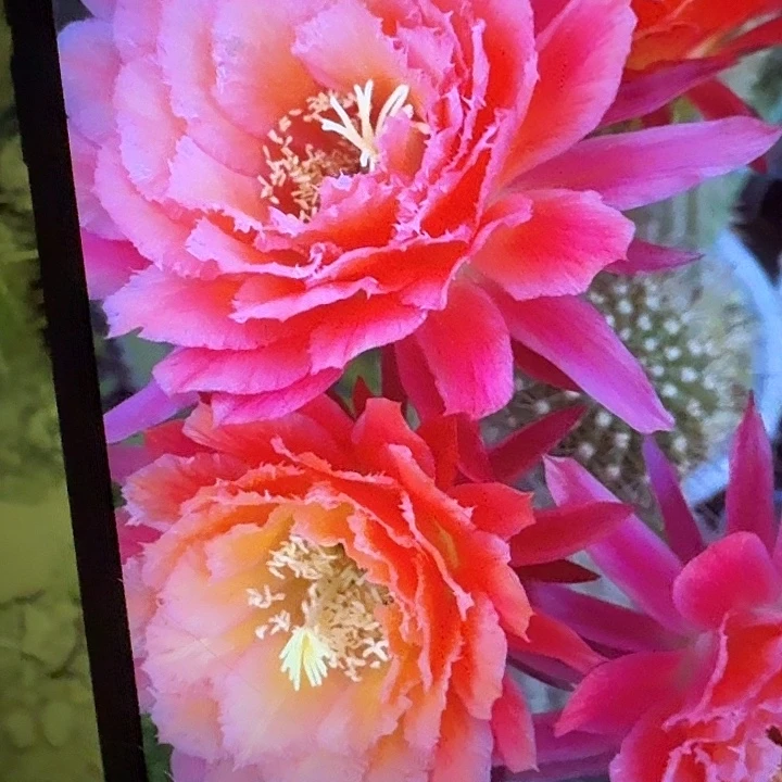 牛牛侧芽5公分左右毛花柱（20包邮）