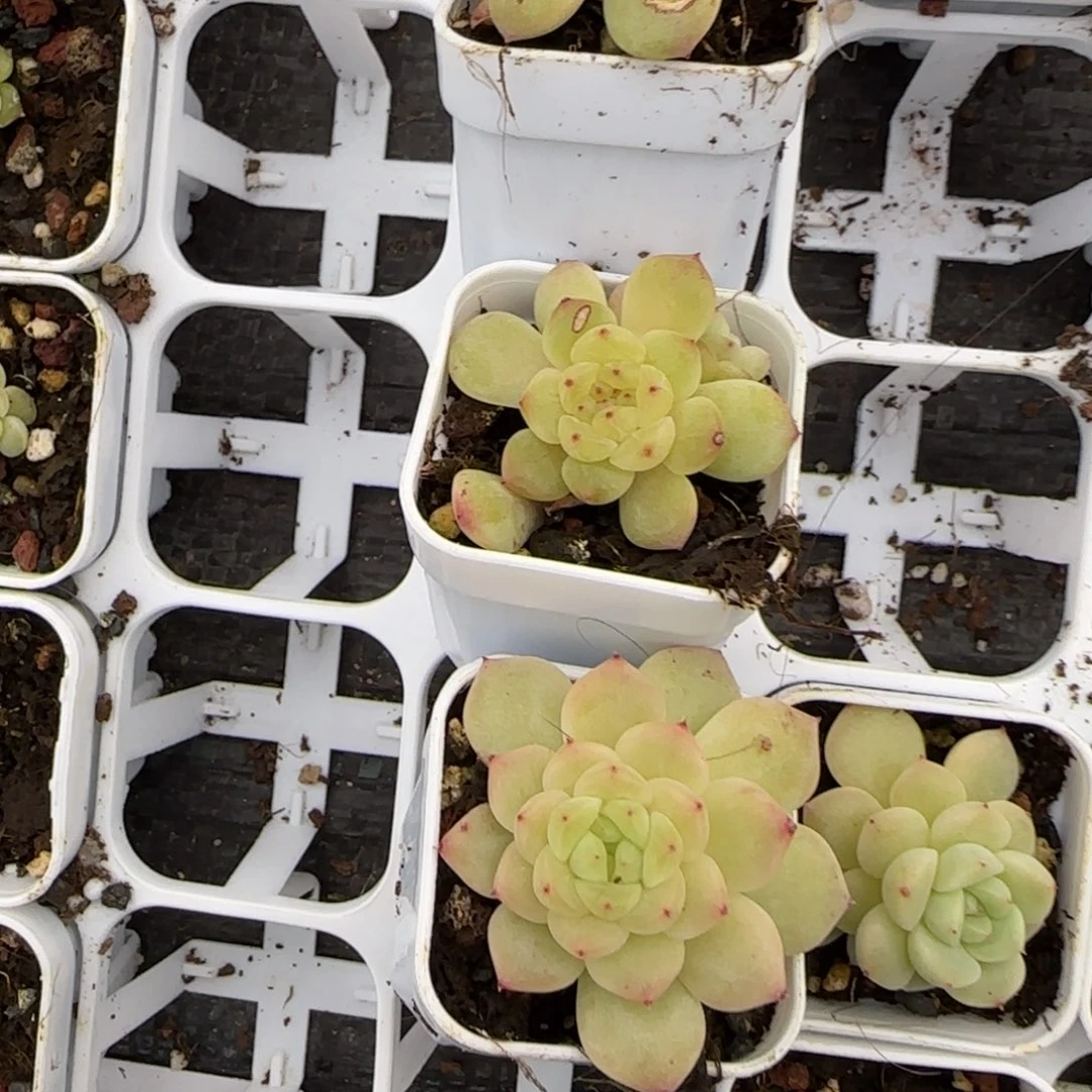 646 号盆6床一个满25包邮