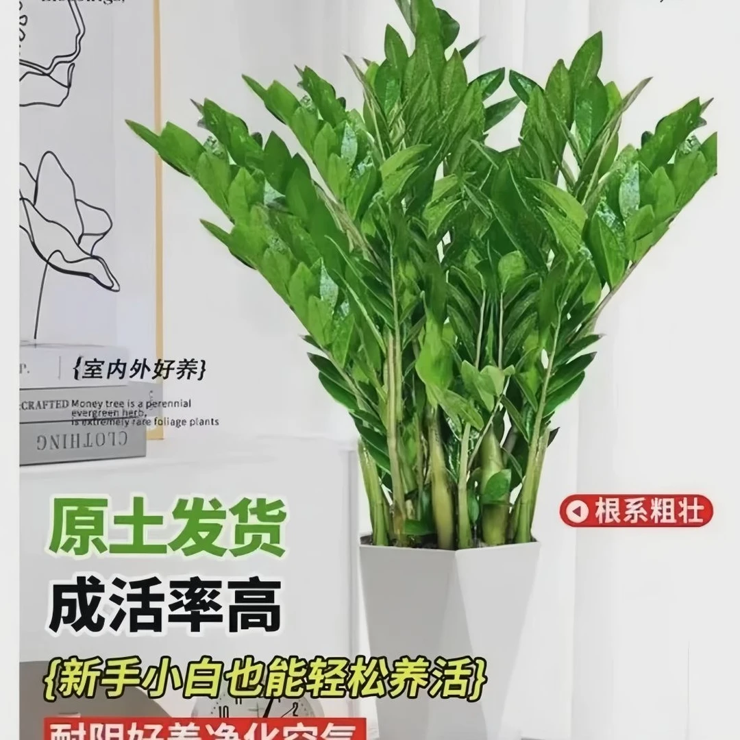 金钱树盆栽植物室内客厅大绿植好养花卉办公室盆栽