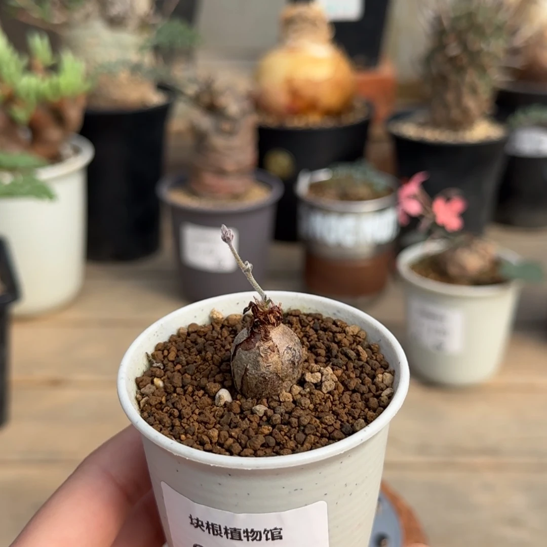 195肾叶洋葵满50包邮