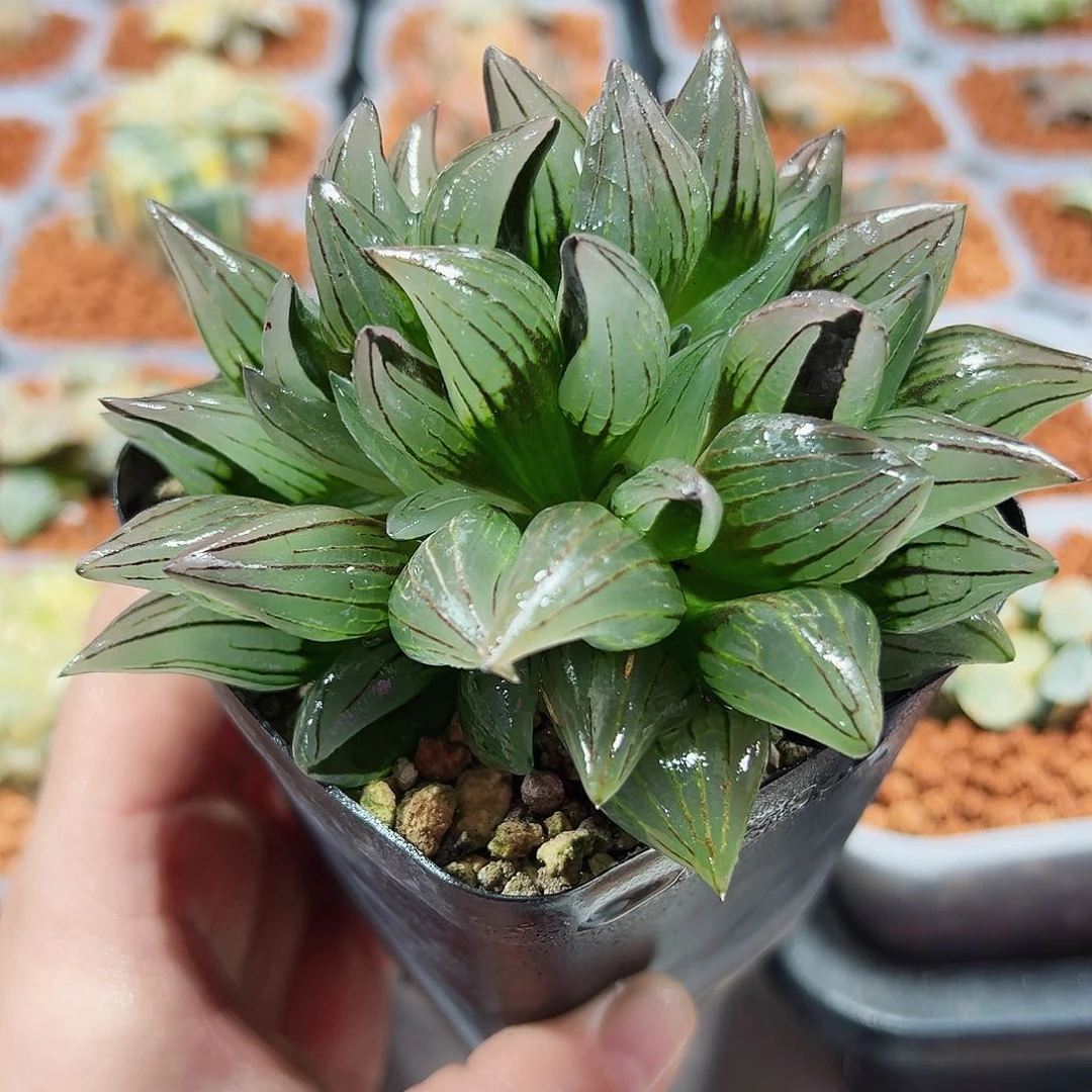 十二卷多肉西瓜寿