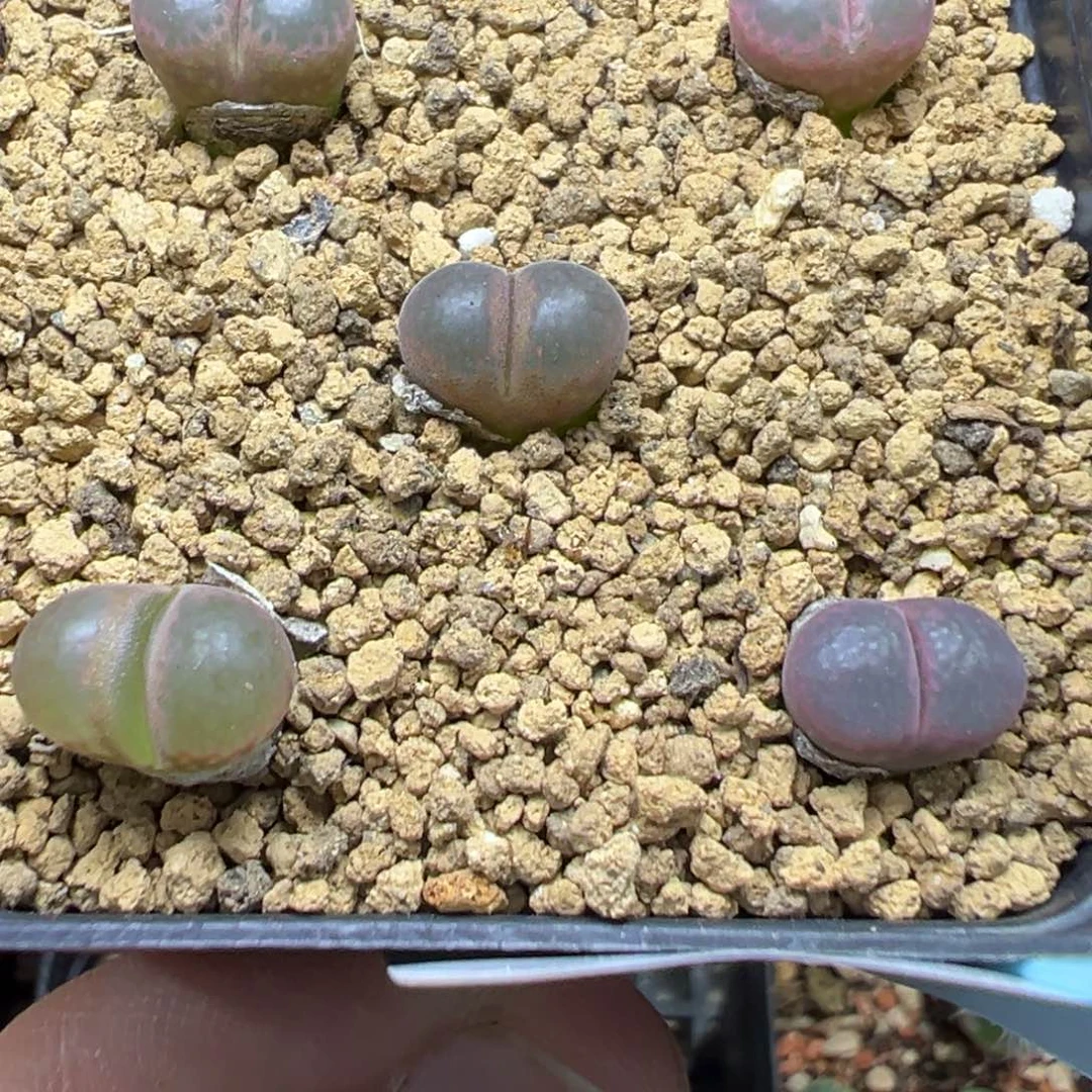 13-52肉锥多肉植物