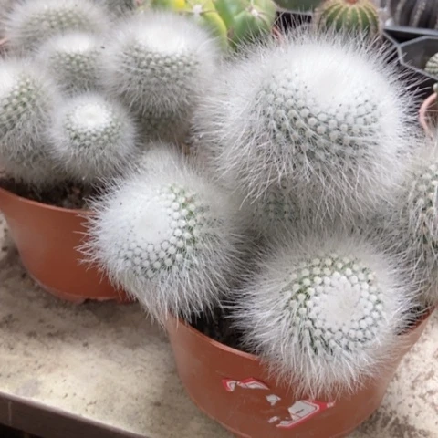 白小丁仙人球25米仙人球