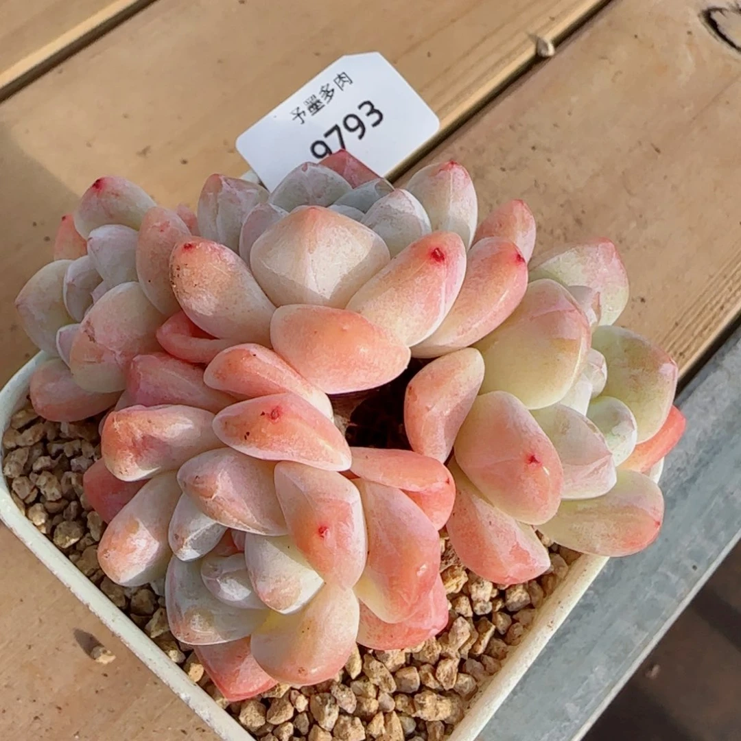 粗桩冰玉，9793多肉植物