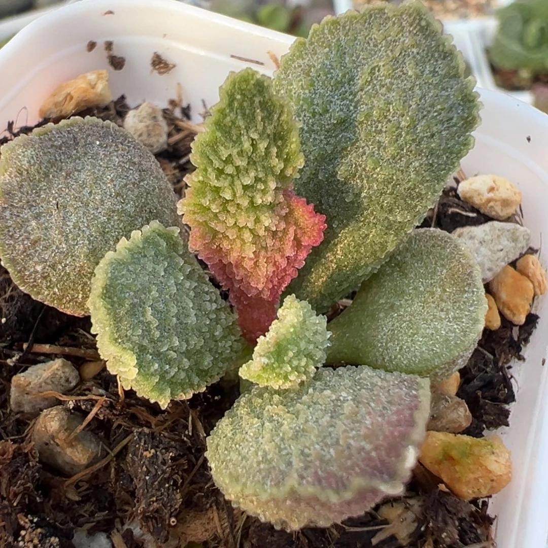 实生新品多肉植物水泡