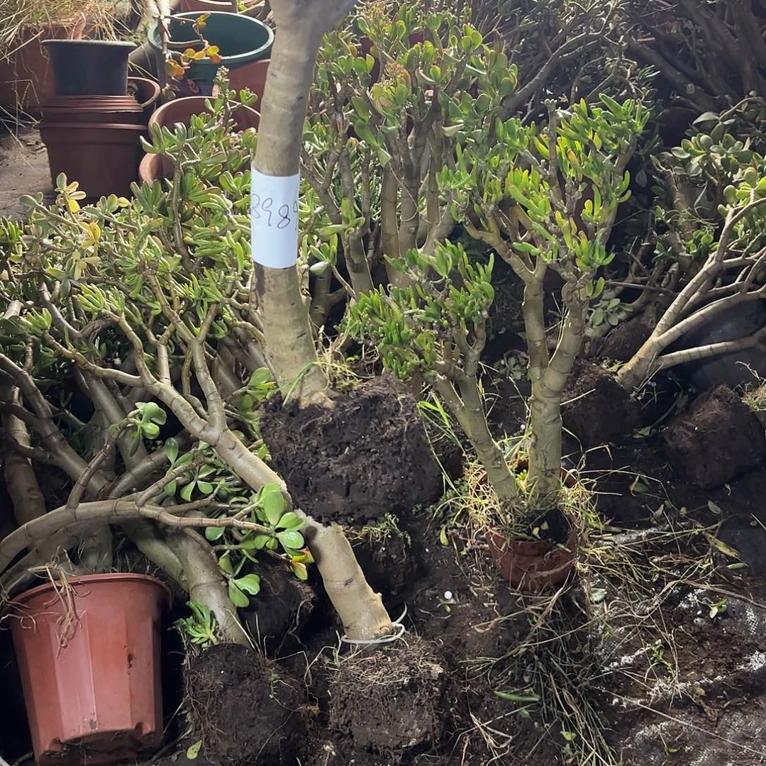 凤***儿8989招财猫带土球发货