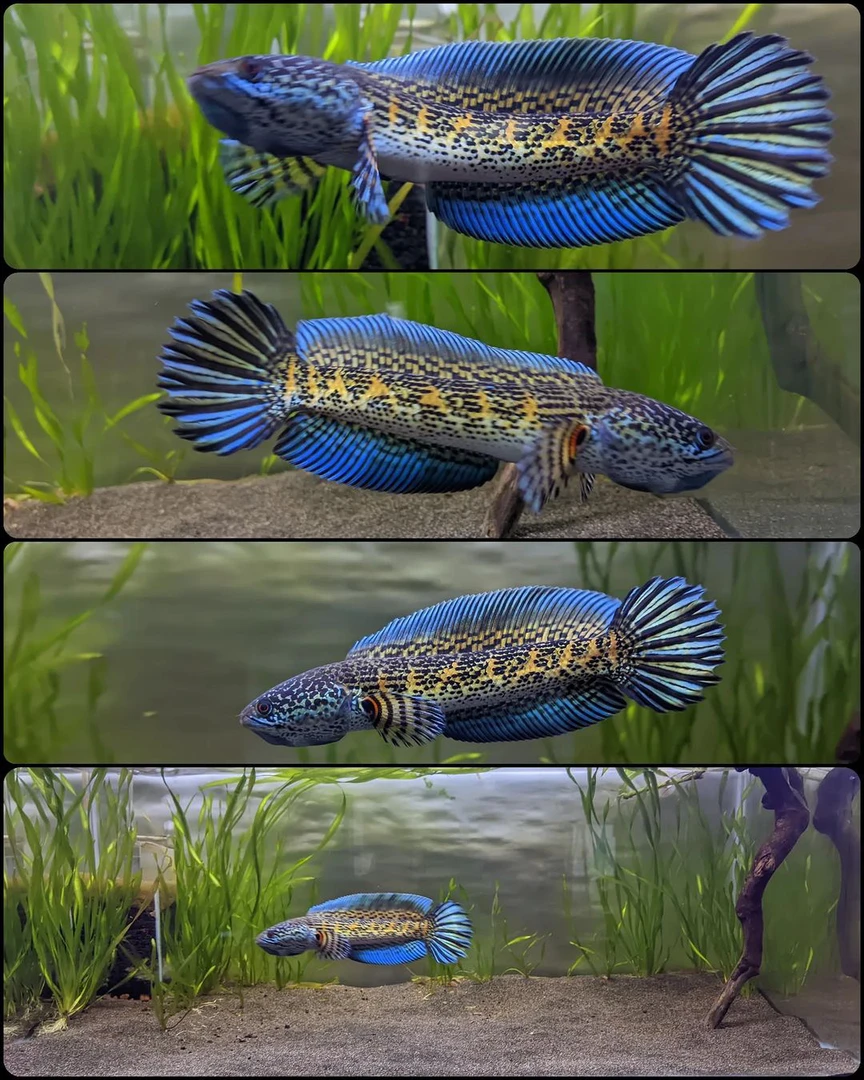 《九叶》直播间专拍雷龙鱼、一鱼一拍印尼鬼王黄金眼睛蛇