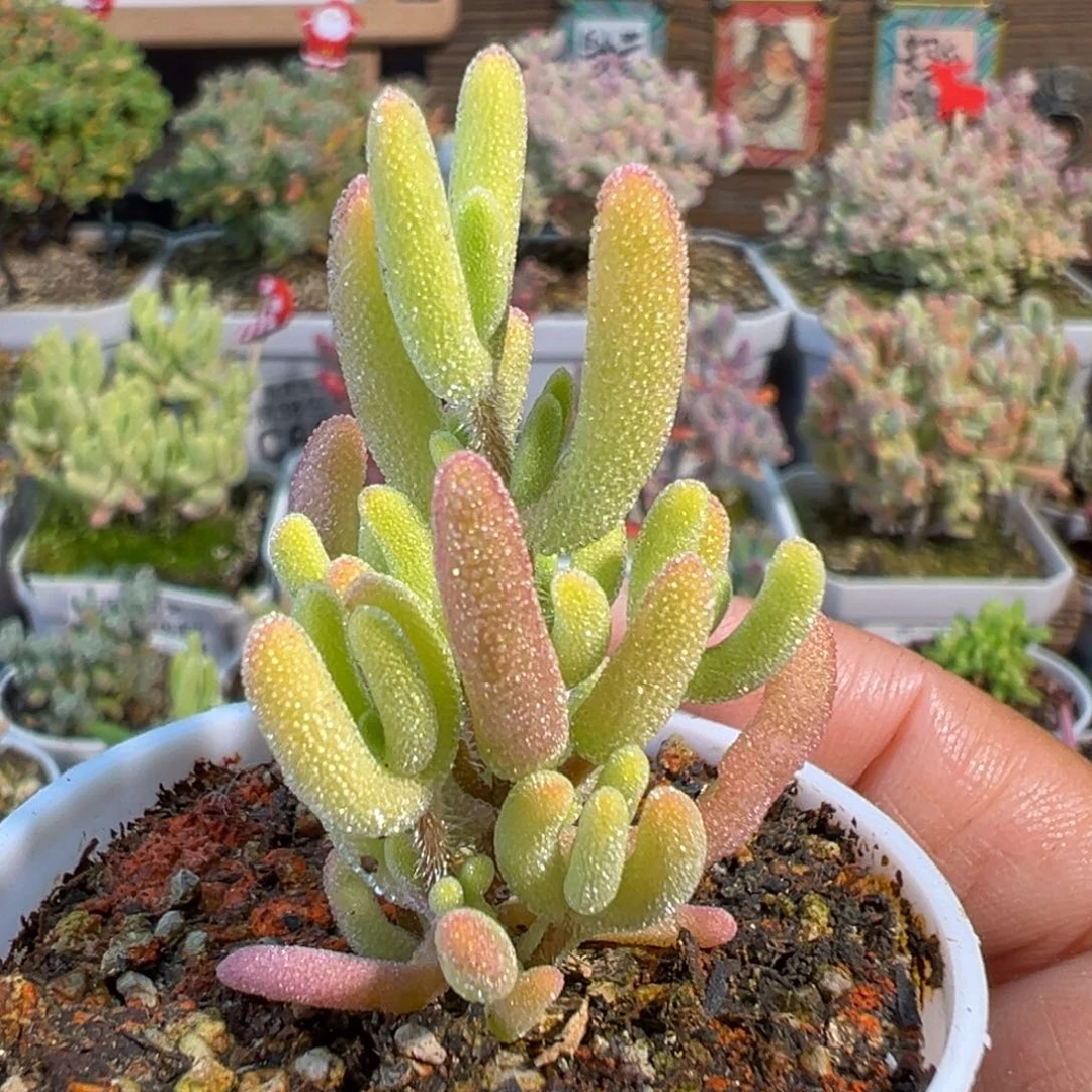 1-456钻石黄锦五圆盆