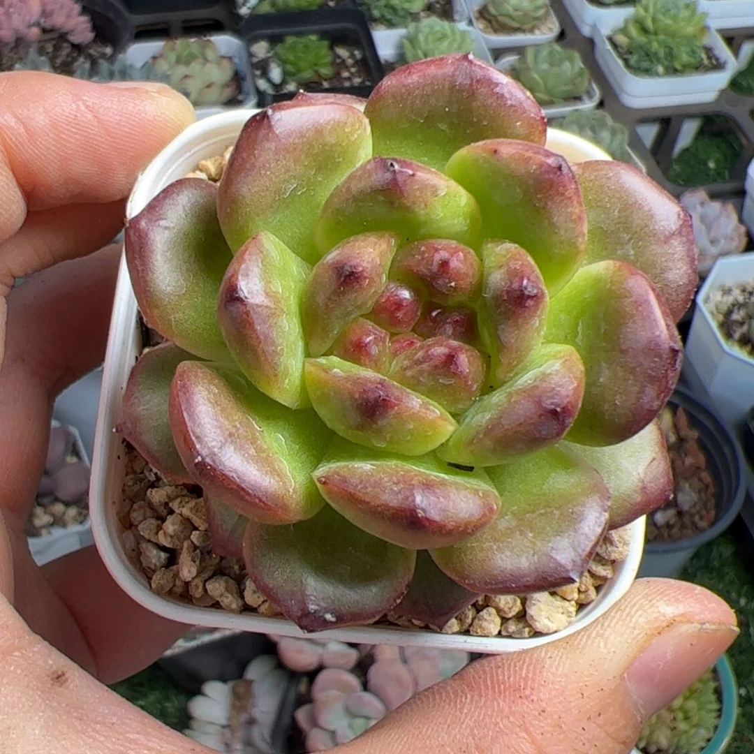 603 满38包邮非偏远