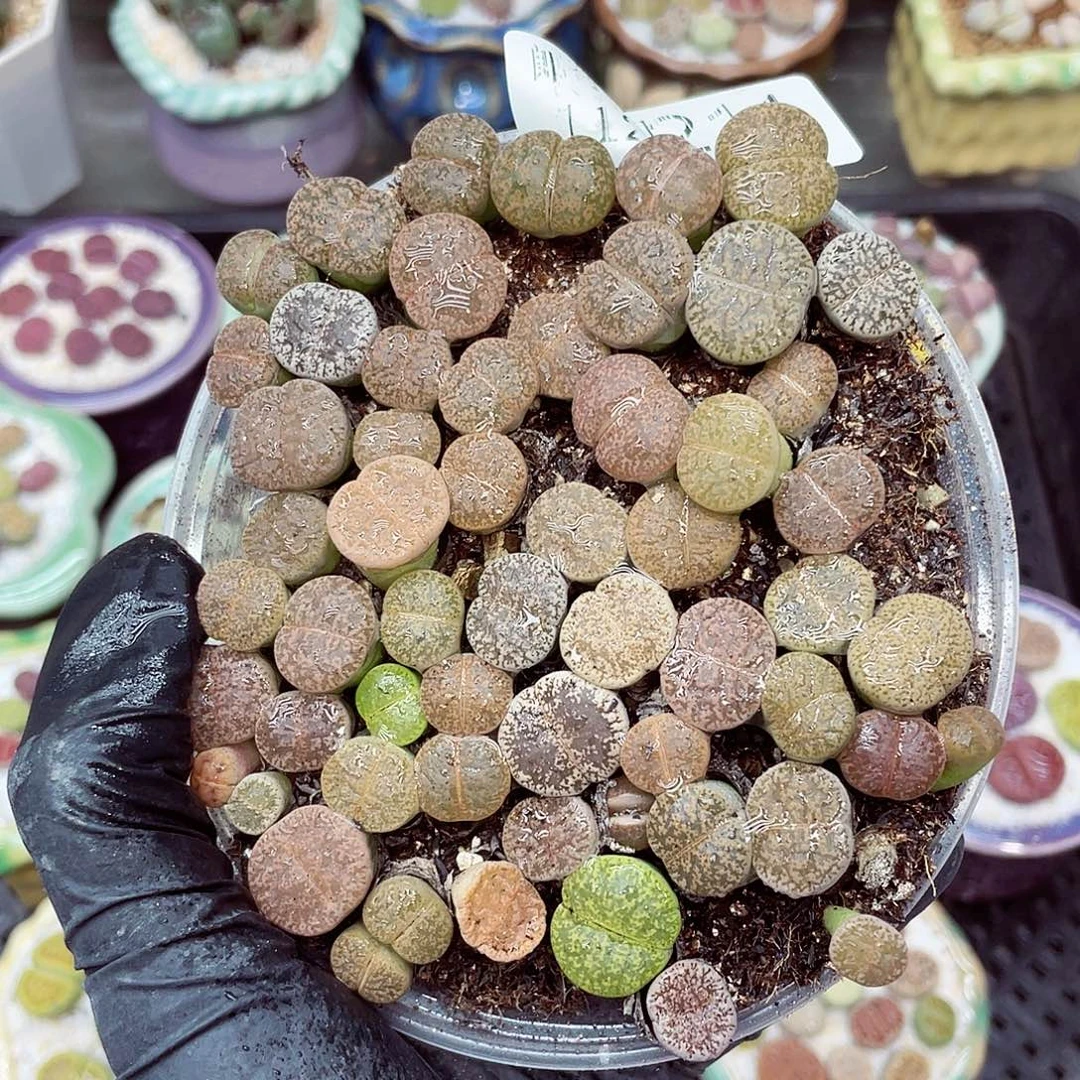 生石花满18包邮1126-211