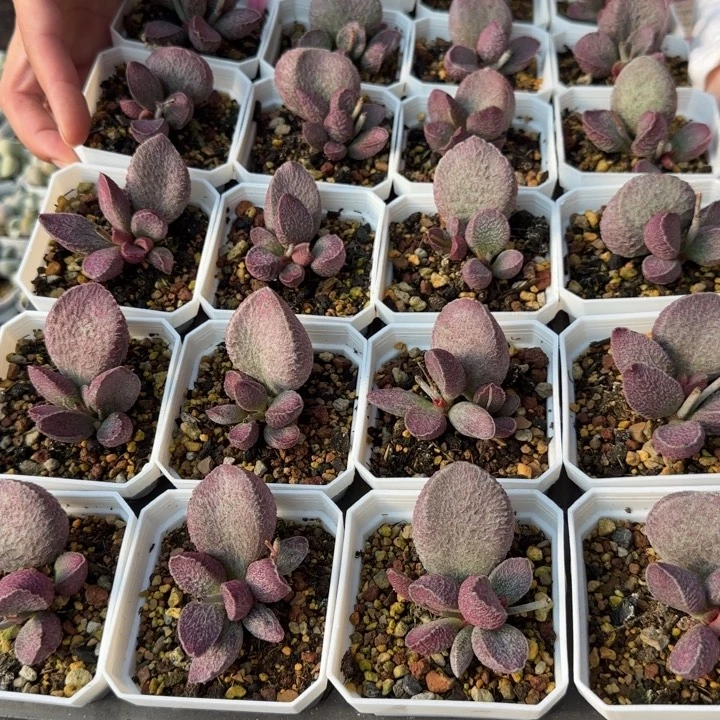 单颗猪肝量拍链接