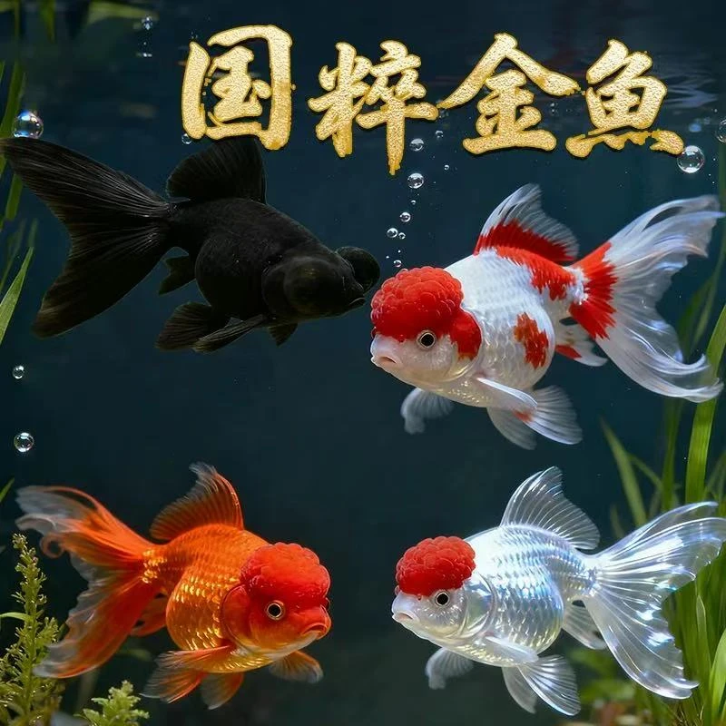 【福利三宝】大尺寸国粹金鱼好养耐活冷水观赏鱼3条8-10厘米包邮