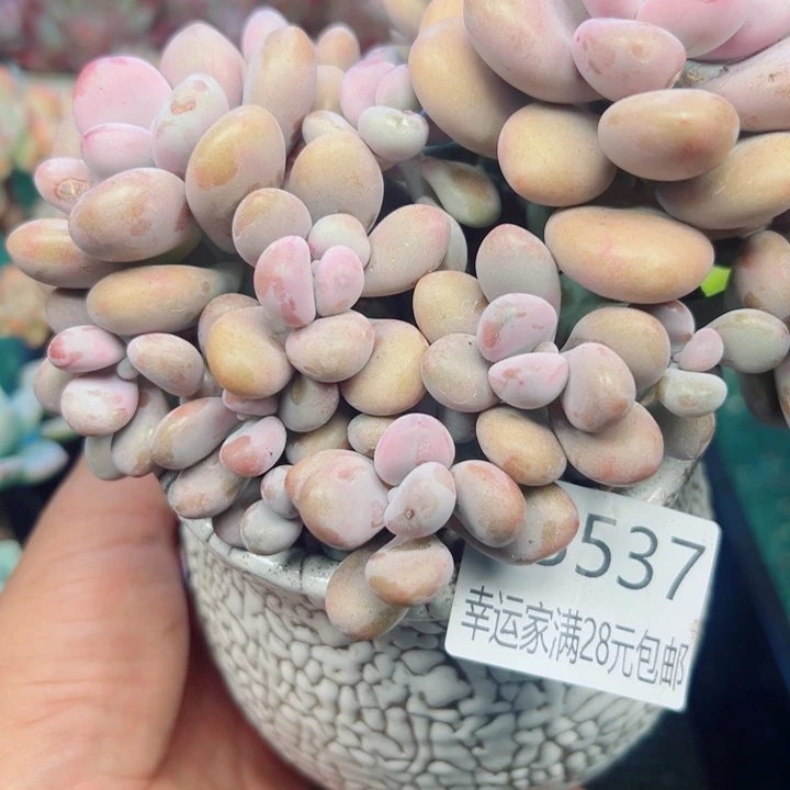 幸运的是我还没遇到过