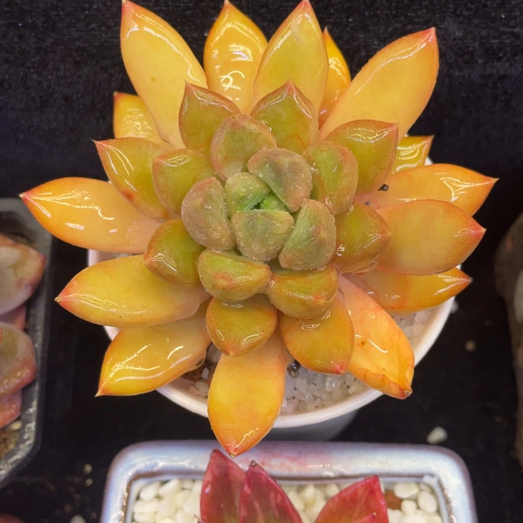 红象牙多肉植物盆栽多肉植物