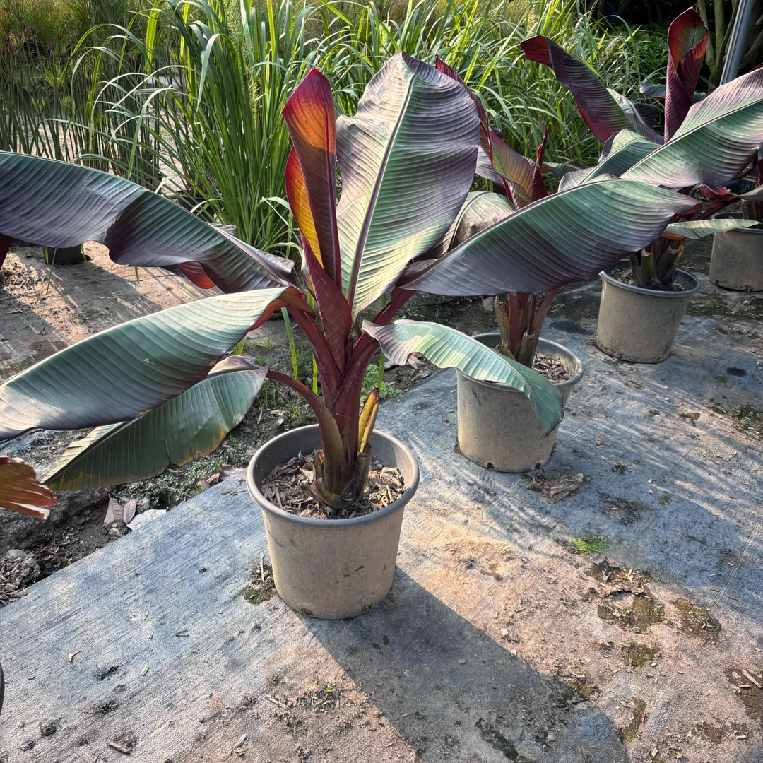 象腿蕉红叶热带植物北欧风好养观叶田园花园客厅绿植带土包邮好养