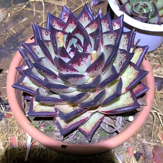 大*美肉特价活动开始啦