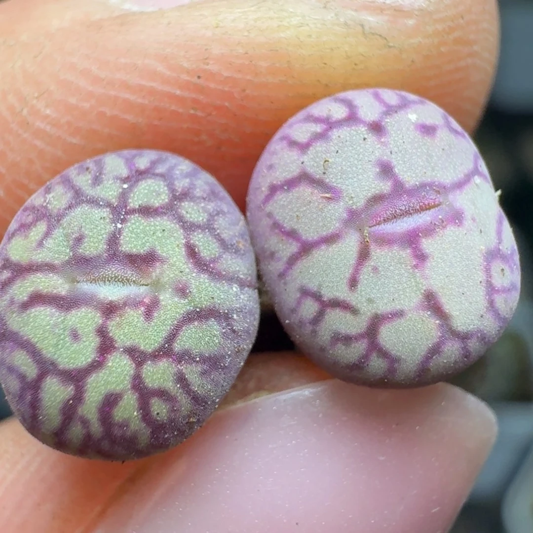 280猴脸青姬两颗000000