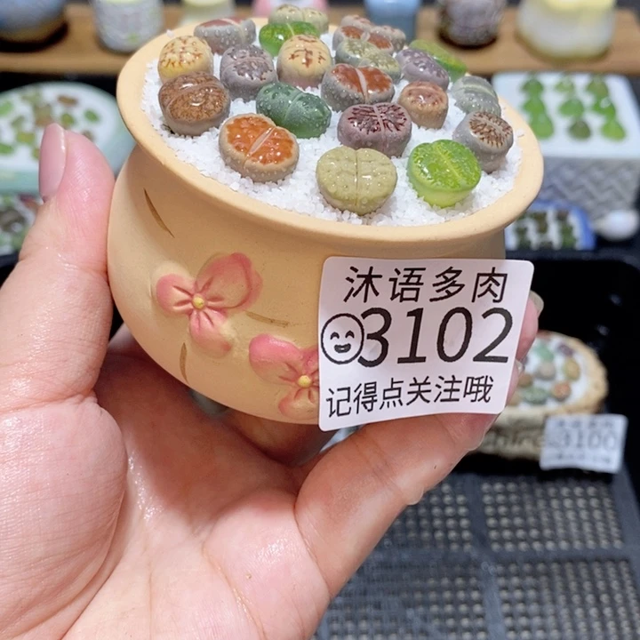 精美盆栽 一物一拍 3102