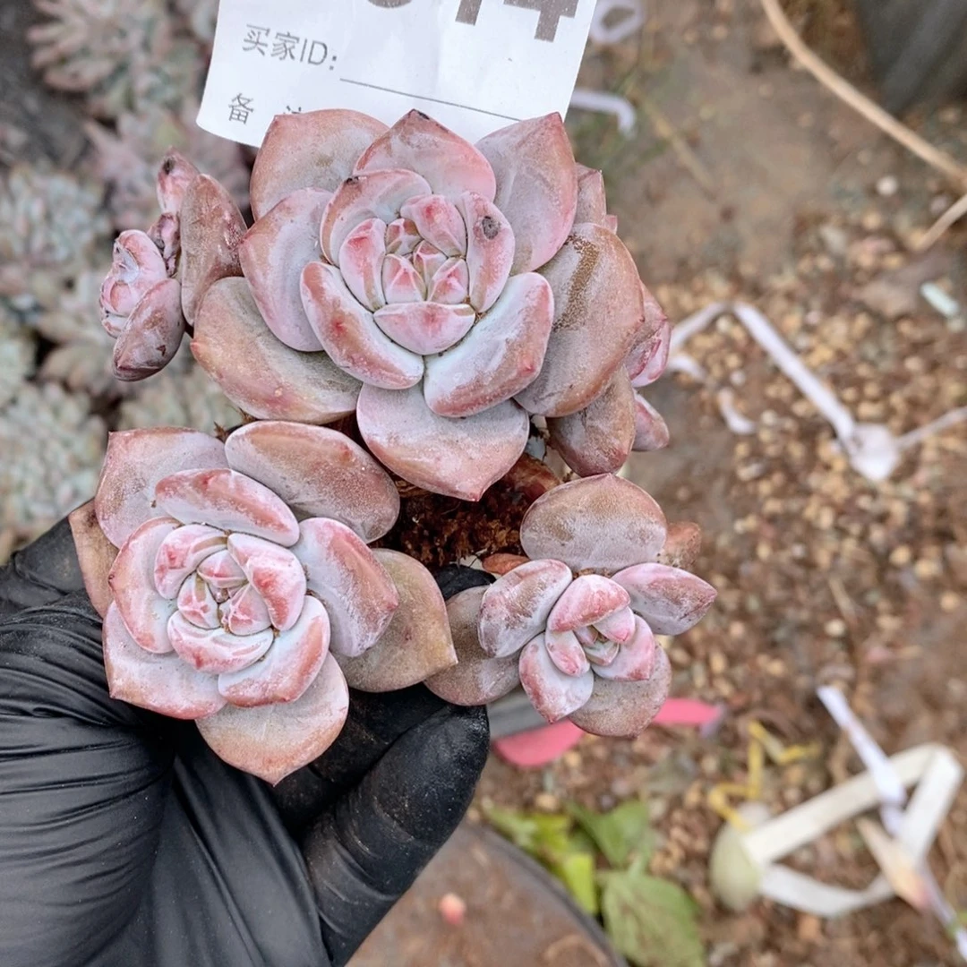 314石榴汁哇哇哇哇有砍