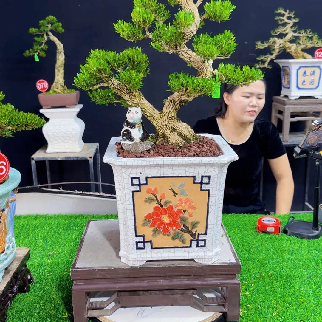 当前无花朵，栽培后可花朵