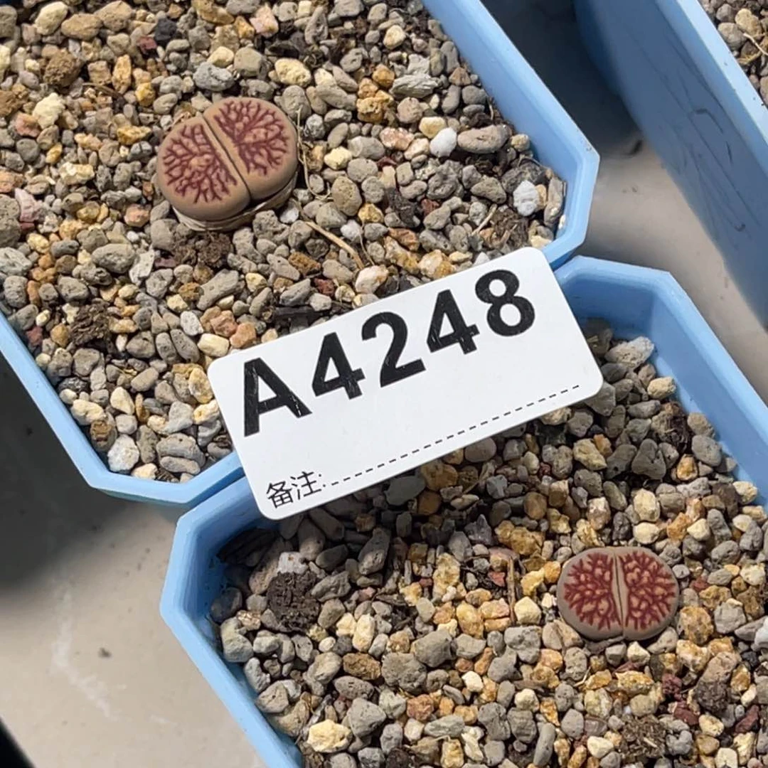 *****4248菊2上15下12专拍
