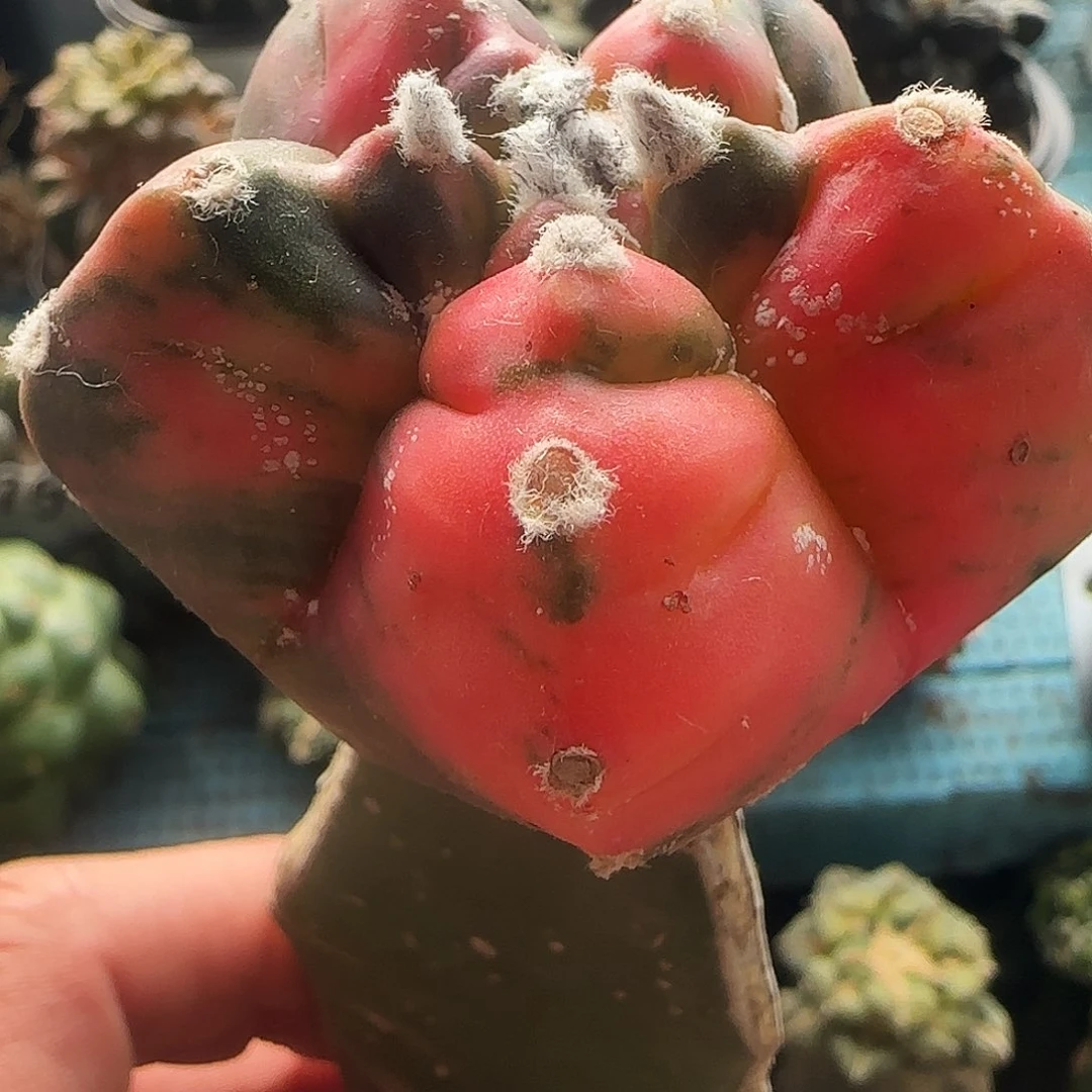 龟甲鸾锦510仙人球