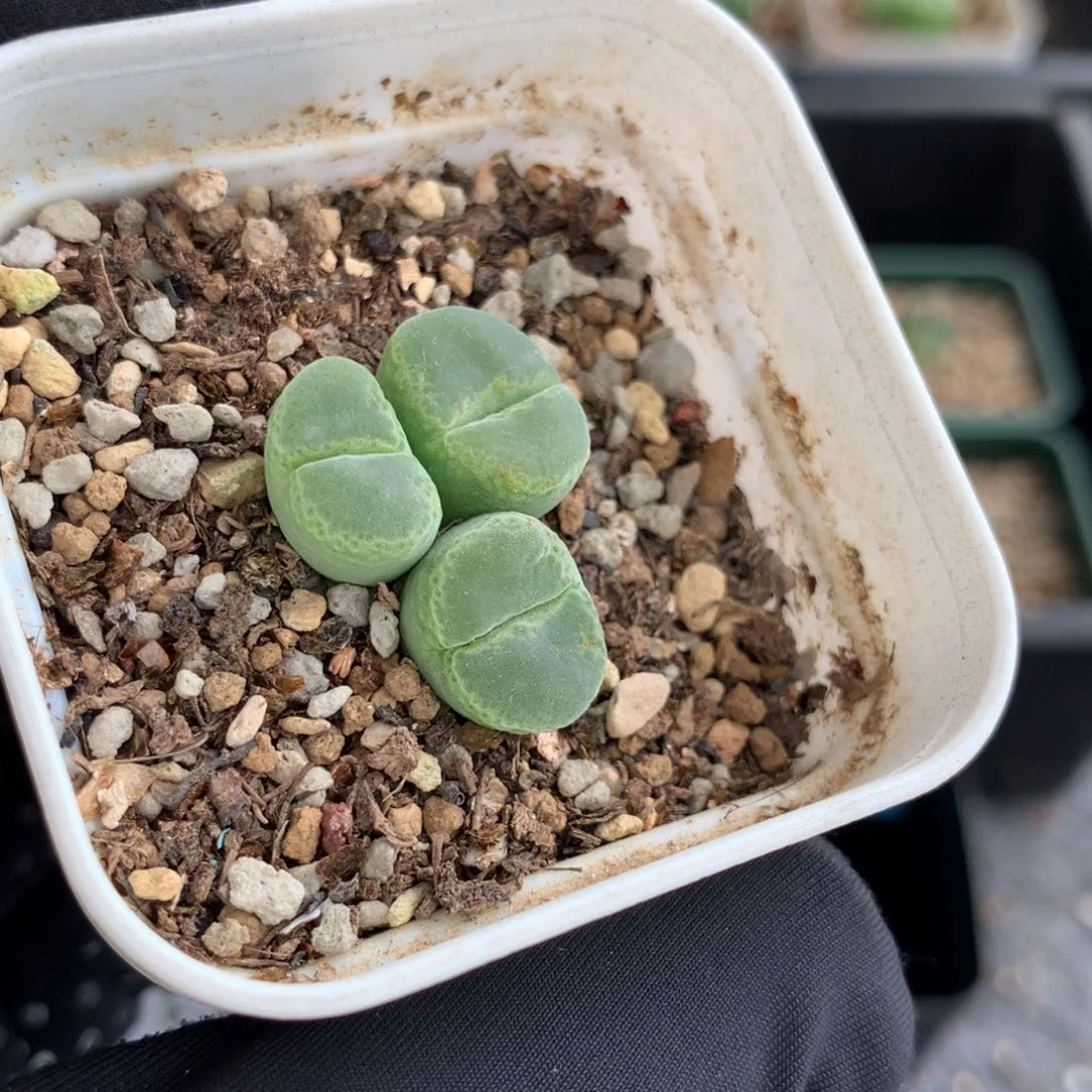 408胖虎风铃母本