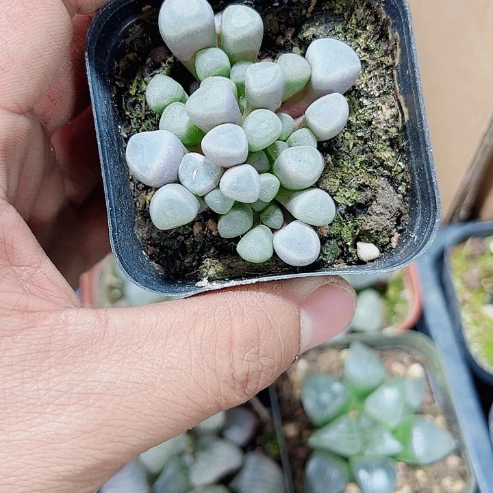 五十铃玉新手好养