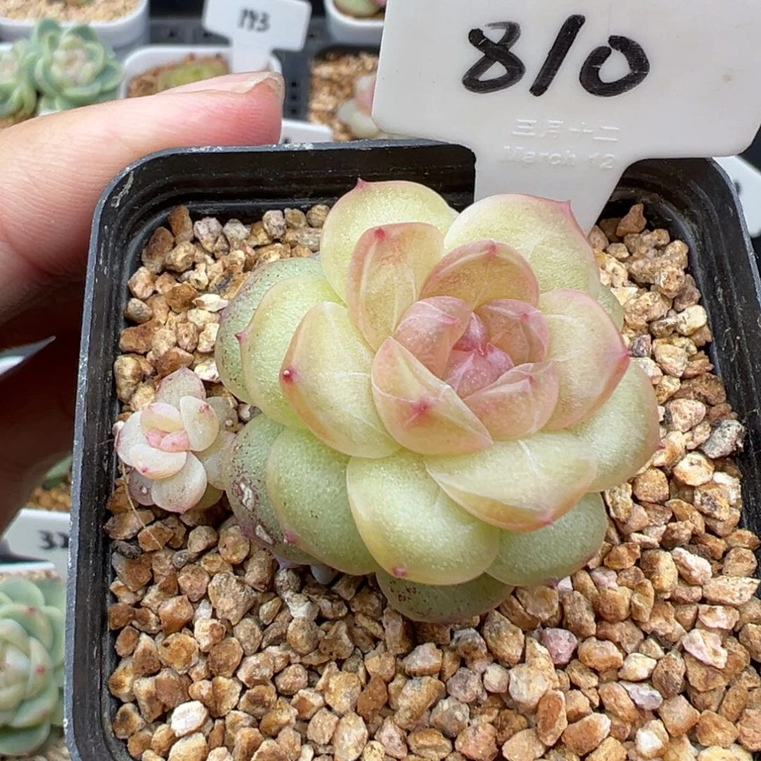 810号风花雪月系列仙音