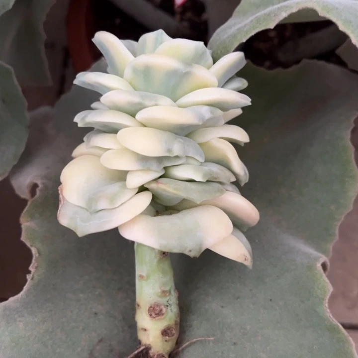 D***y可爱玫瑰锦一物一拍