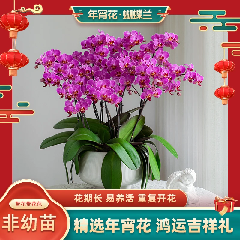 甄选蝴蝶兰【波斯猫】好养活送礼室内花卉带花带花苞蝴蝶兰盆栽种植