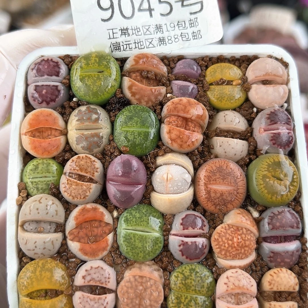 9045三年彩拼30颗1.3cm左右