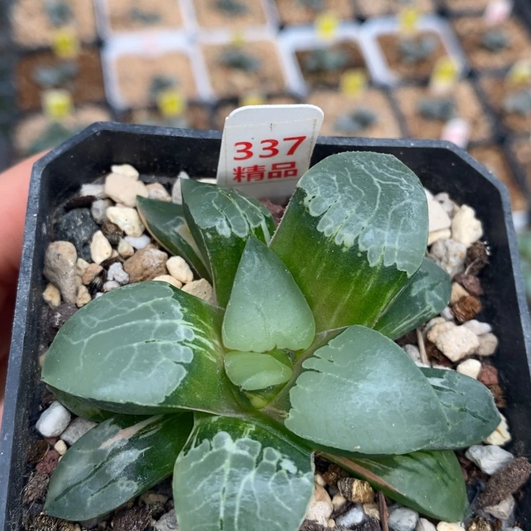 337火凤凰十二卷多肉