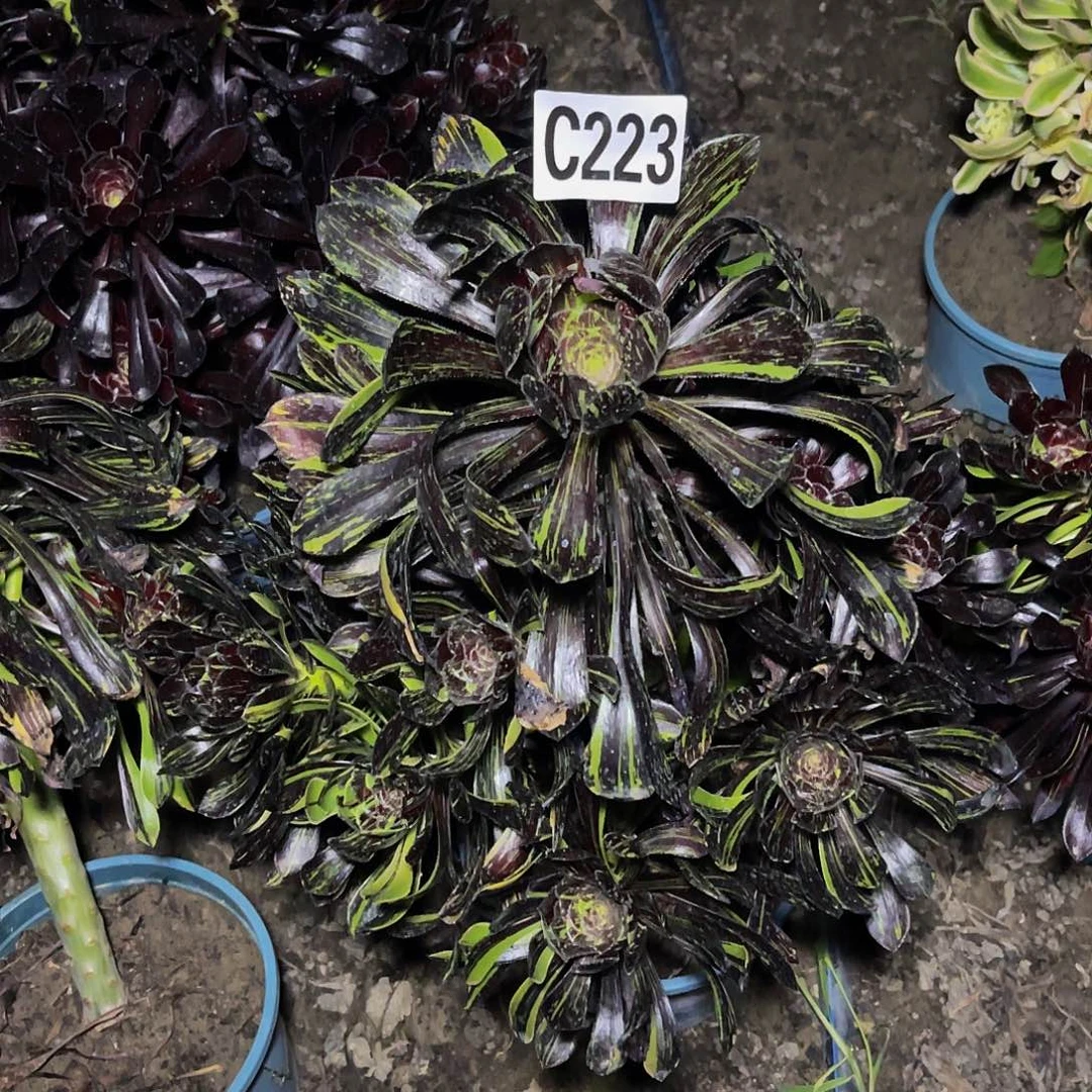 水墨丹青32/—44包邮