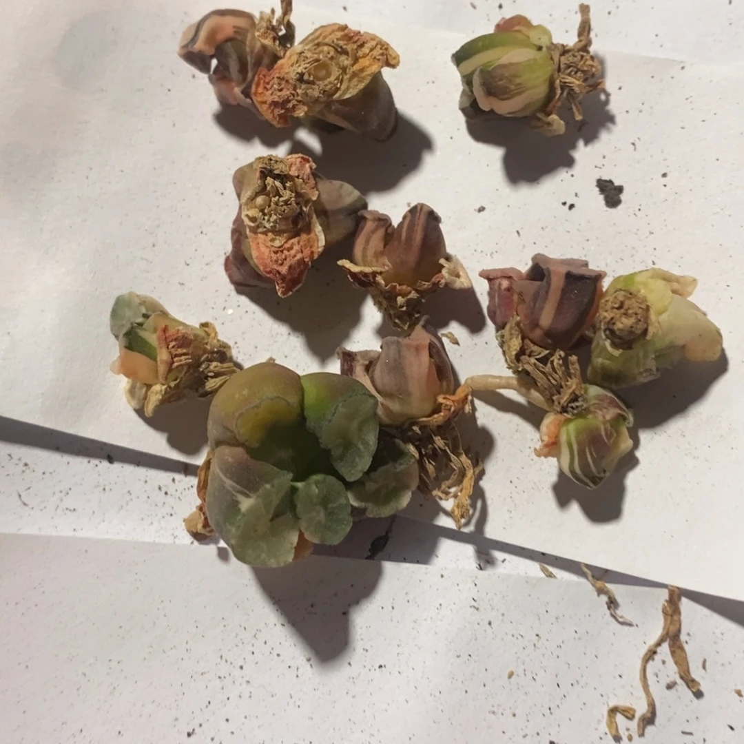 27152 一颗小鼻嘎万象锦 点赞福利