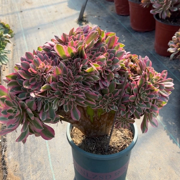 女神缀多肉多肉74