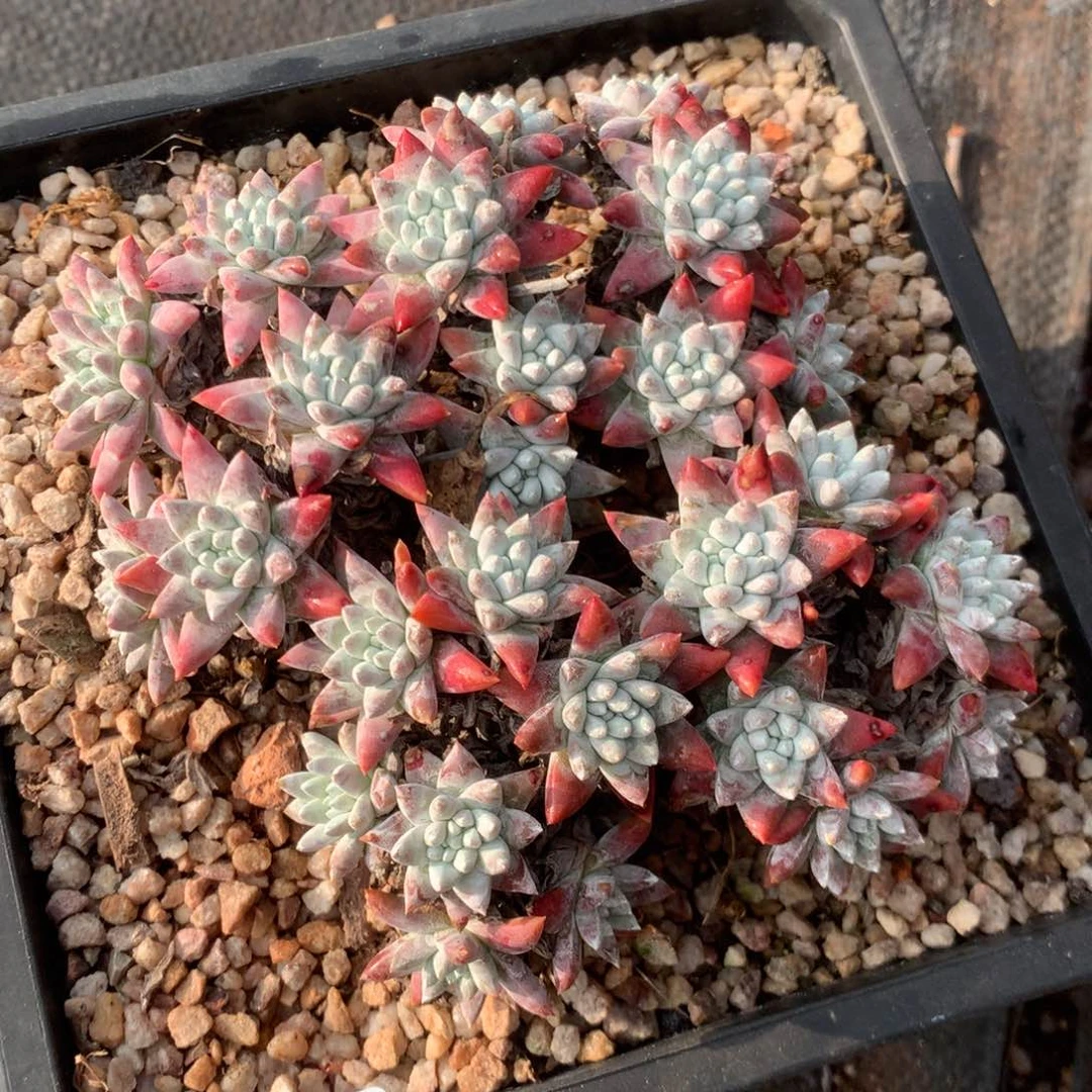 颖*?韩菊福利出,2月8日发货多肉