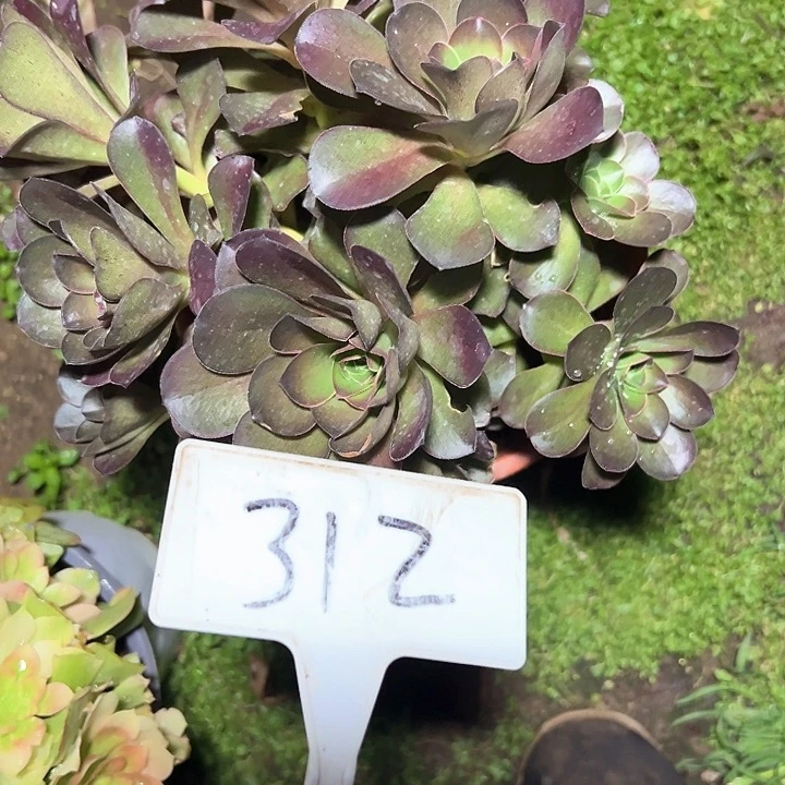 多肉植物梅金法师