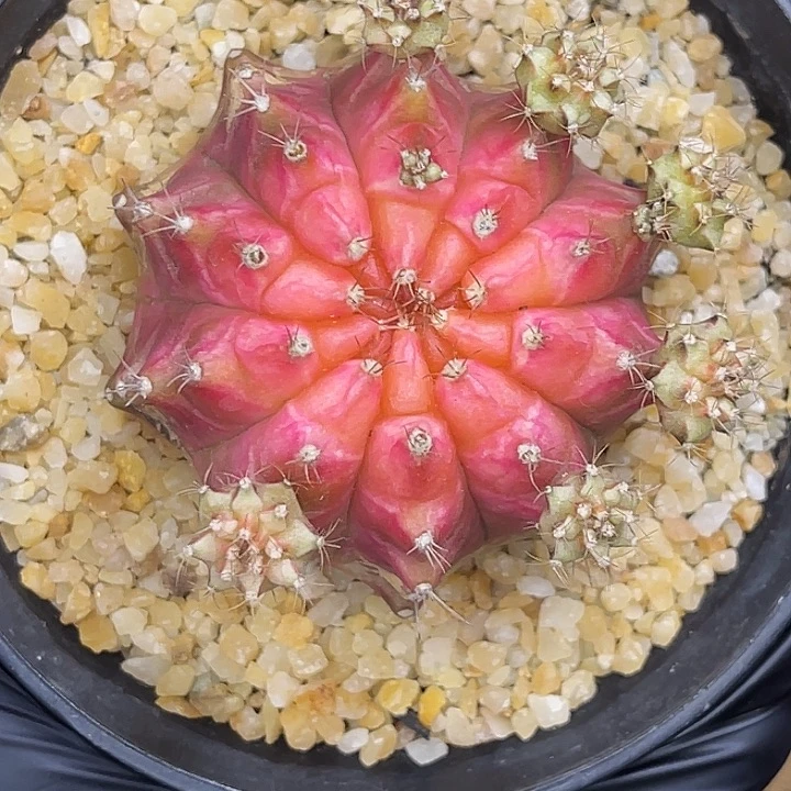 大轮回 微瑕出 介意勿拍